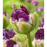 Purple Peony (5 bulbi)