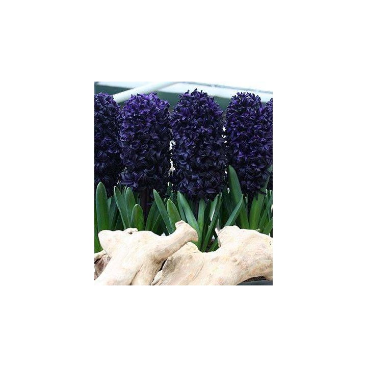 bulbi de zambile blue sapphire, 2 bulbi