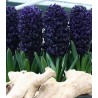 bulbi de zambile blue sapphire, 2 bulbi