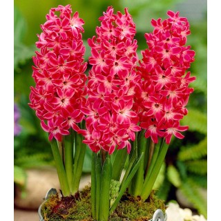 Red Magic (3 bulbi)