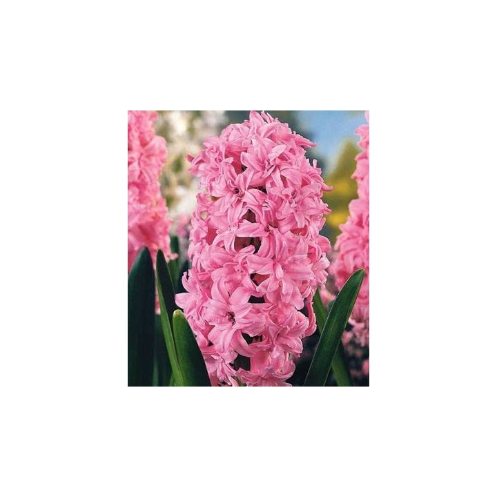 Zambile Duble Rosette (3 bulbi)