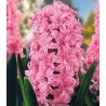 Zambile Duble Rosette (3 bulbi)
