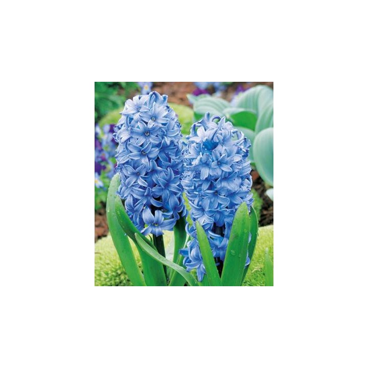 Zambile Delft Blue ( Pre-Racit ) - 5 bulbi