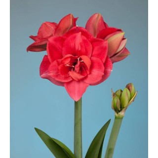 bulbi de amaryllis diva