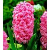 Bulbi de zambile Pink Pearl