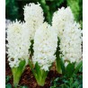 Bulbi de zambile White Pearl