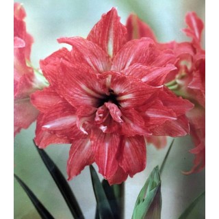 Amaryllis Lady Jane (1 bulb)