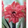 Amaryllis Lady Jane (1 bulb)