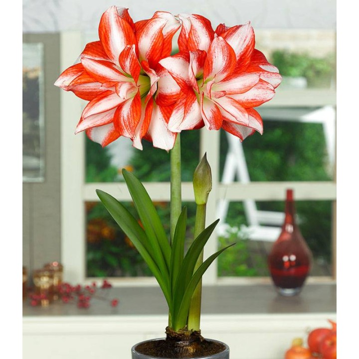 Amaryllis Exotic Peacock (1 bulb)