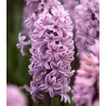 Zambile Splendid Cornelia - 3 bulbi