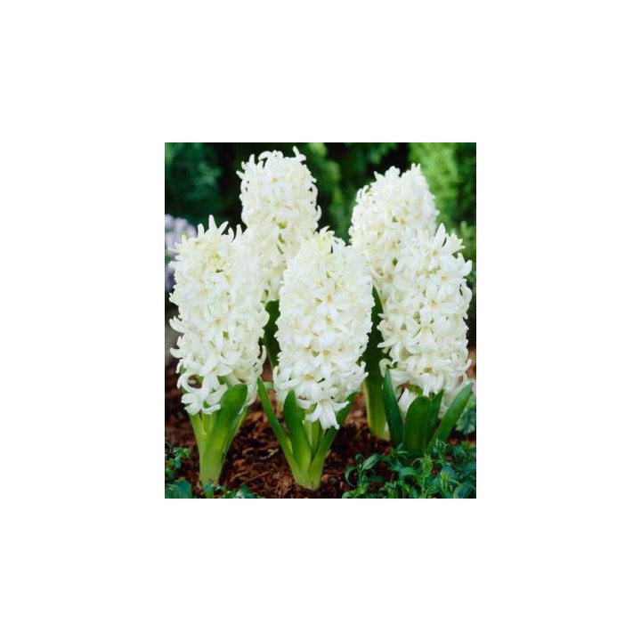 Top White - 3 bulbi