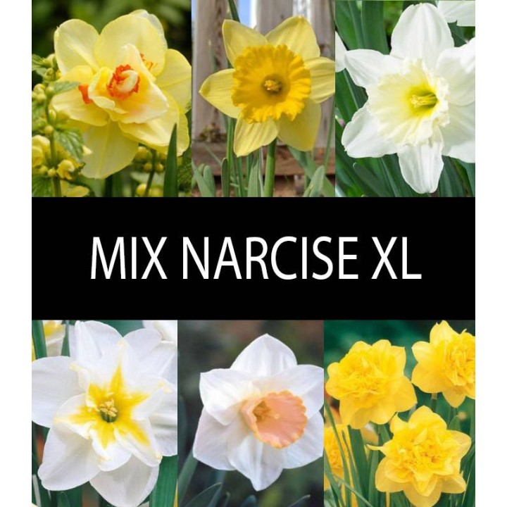 Mix Narcise  (20 bulbi)