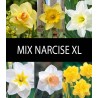 Mix Narcise  (20 bulbi)
