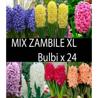 Mix Zambile Duble XL - 24 bulbi