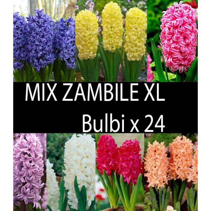 Mix Zambile Duble XL - 24 bulbi