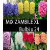 Mix Zambile Duble XL - 24 bulbi