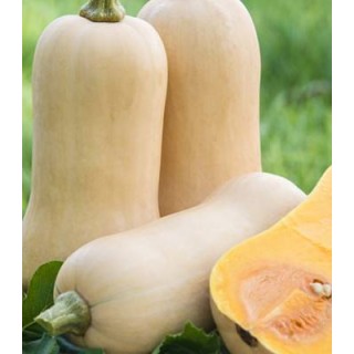 Seminte de dovleac placintar Waltham Butternut
