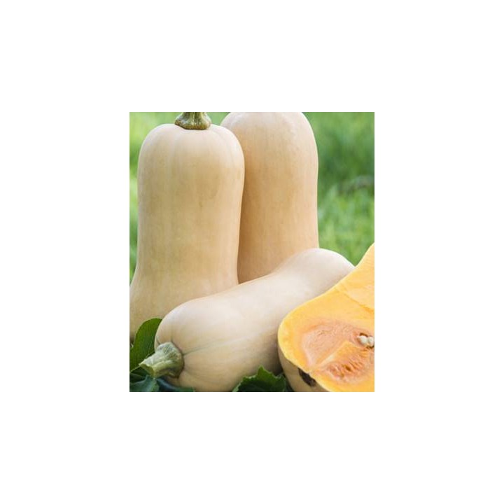 Seminte de dovleac placintar Waltham Butternut