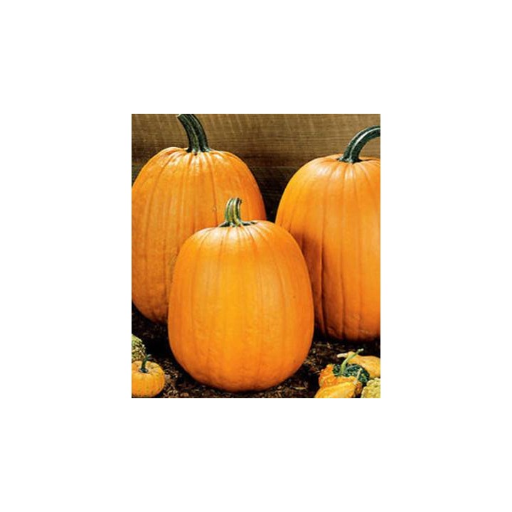 Dovleac de Halloween Howden 5 grame