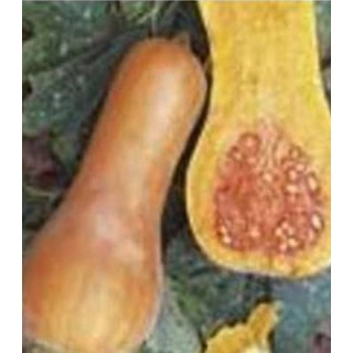 Seminte de dovlecei Orange ZKI