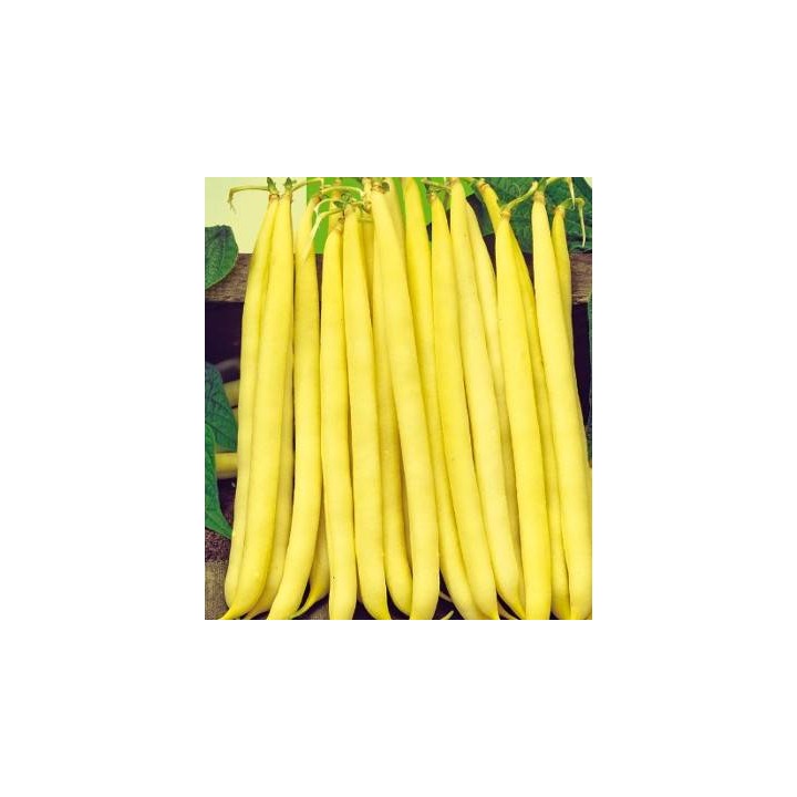 Seminte de fasole Sonesta, 1 kilogram