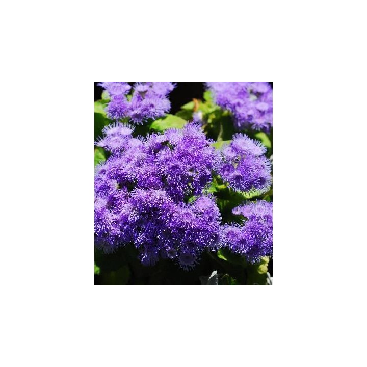 Seminte de flori Pufuleti Albastru