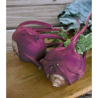 Seminte de gulioare Delicacy Purple