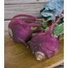 Seminte de gulioare Delicacy Purple