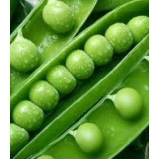 Seminte de mazare Premium, sac 25 kilograme
