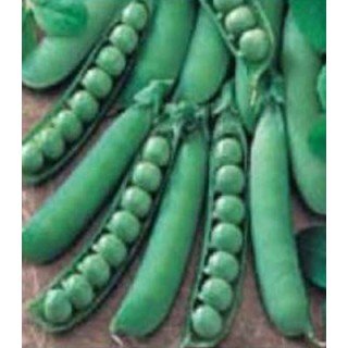 Seminte de mazare Kelwedon Wonder (500 grame)