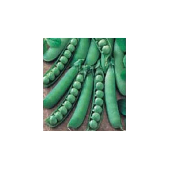 Seminte de mazare Kelwedon Wonder (500 grame)
