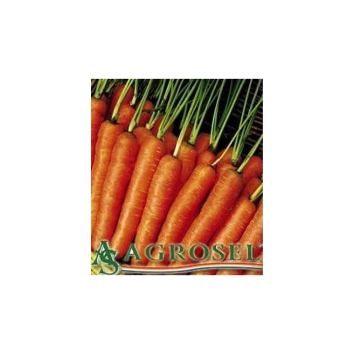 Seminte de morcovi Nantes 2 - Agrosel