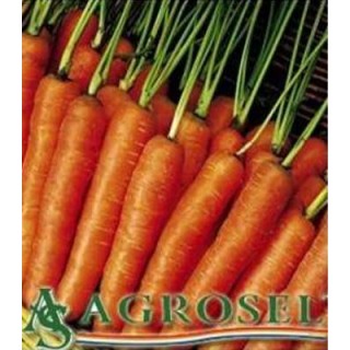 Seminte de morcovi Nantes 2 - Agrosel (500 grame)