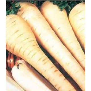 Seminte de pastarnac White Gem (100gr)