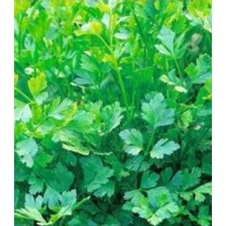 Seminte de patrunjel de frunza Plain Leaved