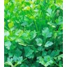 Seminte de patrunjel de frunza Plain Leaved
