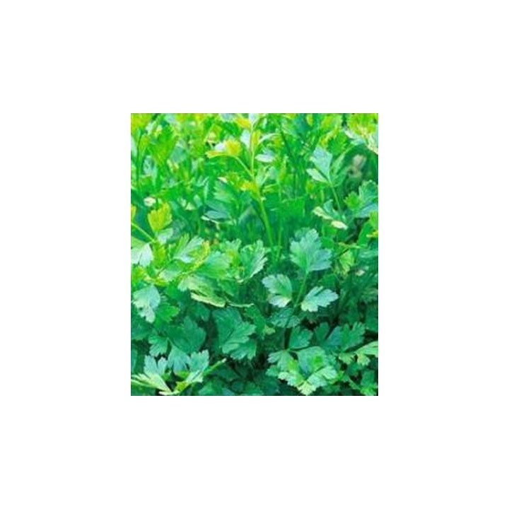 Seminte de patrunjel de frunza Plain Leaved