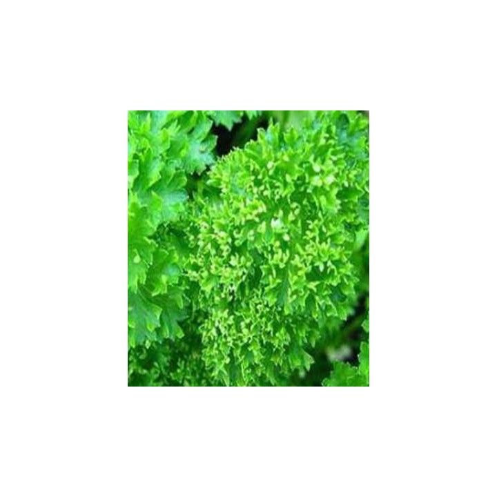 Seminte de patrunjel de frunza cret Moss Curled