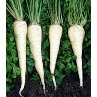 Seminte de patrunjel de radacina Long Oberlaaer (100g)