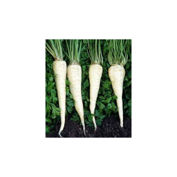 Seminte de patrunjel de radacina Long Oberlaaer (250g)