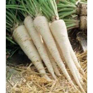 Seminte patrunjel de radacina Bubka, 250 grame
