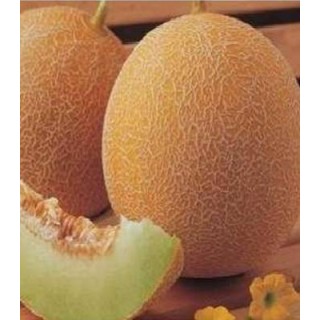Seminte de pepene galben Magyar Kincs, Agrosel