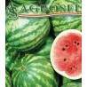 Seminte de pepeni verzi Crimson Sweet Agrosel