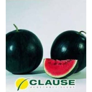 Seminte de pepeni verzi Sugar Baby, Clause