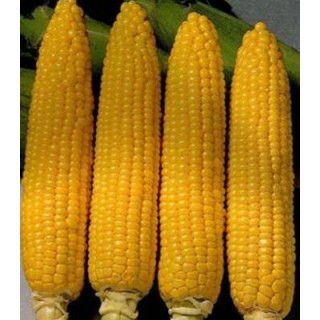 Seminte de porumb Deliciosul, 500 grame