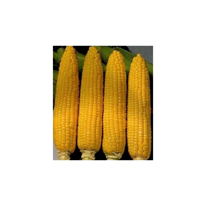 Seminte de porumb Deliciosul, 500 grame