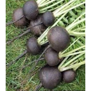 Seminte de ridichi negre Black Radish