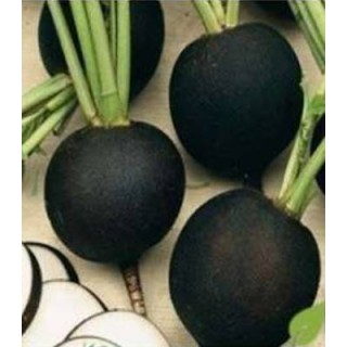 Seminte de ridichi Negre Rotunde Service Plus