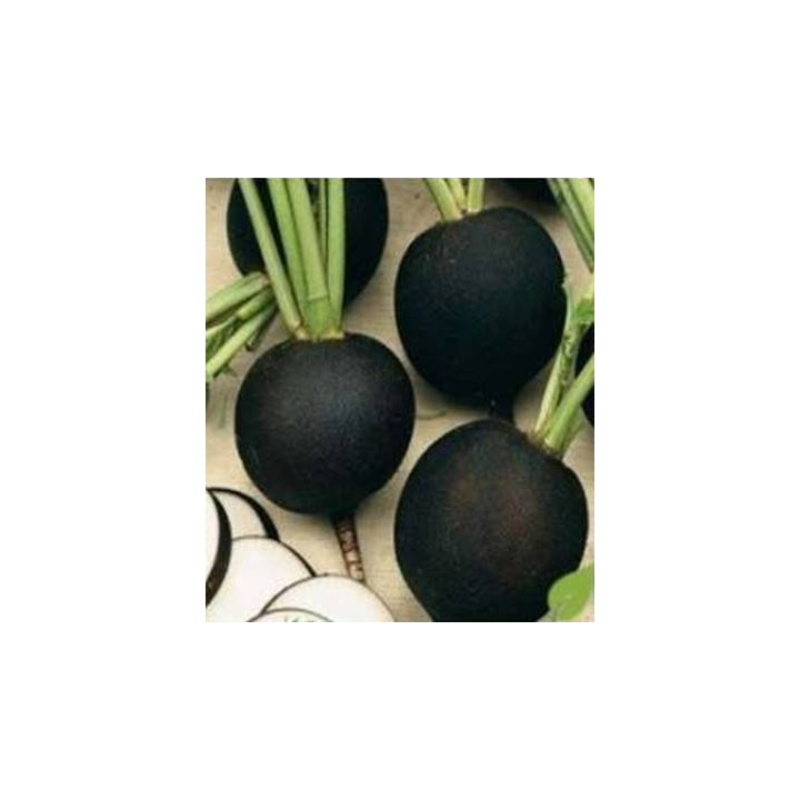 Seminte de ridichi Negre Rotunde Service Plus
