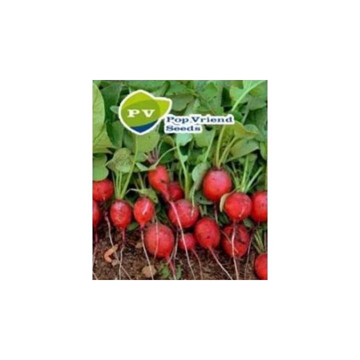 Seminte de ridichi de luna Cherry Belle la sac